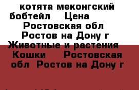 котята меконгский бобтейл. › Цена ­ 1 500 - Ростовская обл., Ростов-на-Дону г. Животные и растения » Кошки   . Ростовская обл.,Ростов-на-Дону г.